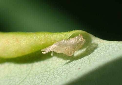 Réf. 210 521 : Obolodiplosis robiniae
